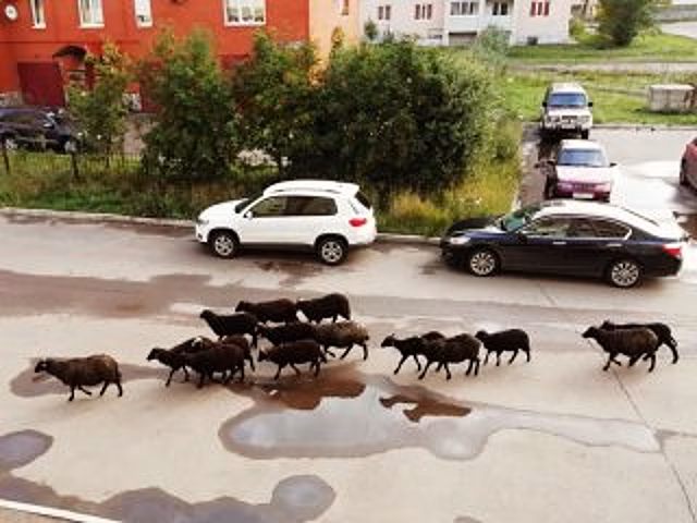 Жители города в Башкирии возмутились нашествию баранов