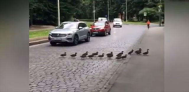 В Калининграде семейство уток перегородило движение
