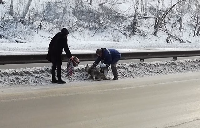 На Южном Урале дальнобойщик помог спасти собаку, которую кто-то сбил