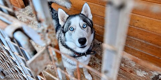 В Госдуме предложили конфисковывать животных за жестокое обращение