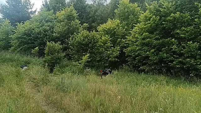 Мотоциклист погиб в лесном массиве Бутурлинского округа