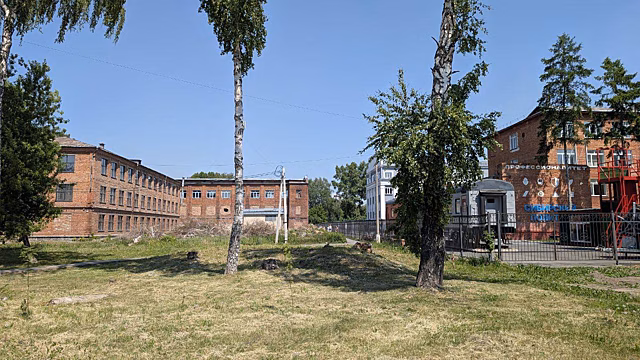 Суд заставил кемеровчанина спилить угрожающие студентам деревья