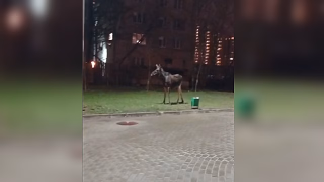 Полицейские и спасатели обеспечили безопасный выход в лес сохатого, случайно забредшего в Москву
