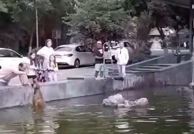 На что готовы астраханские животные ради прохлады