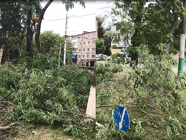 Виновные в незаконном спиле деревьев в Армавире понесут ответственность