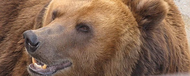 В Коми на кладбищах стали появляться медведи