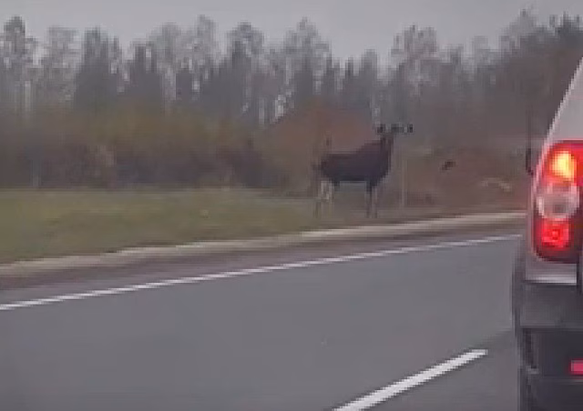 Вальяжный лось остановил движение на трассе под Костромой
