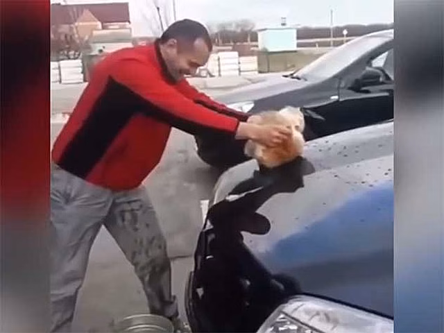 Краснодарская полиция проверяет видео, на котором мужчина "моет машину котом"