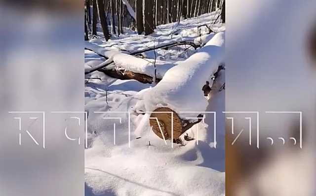 Нижегородец незаконно прорубил лыжную трассу в памятнике природы «Малиновая гряда»