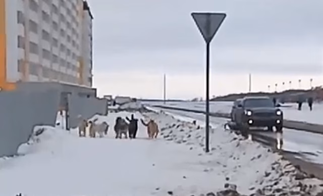 Опасных собак в Солнечном-2 обещают выловить за новогодние каникулы