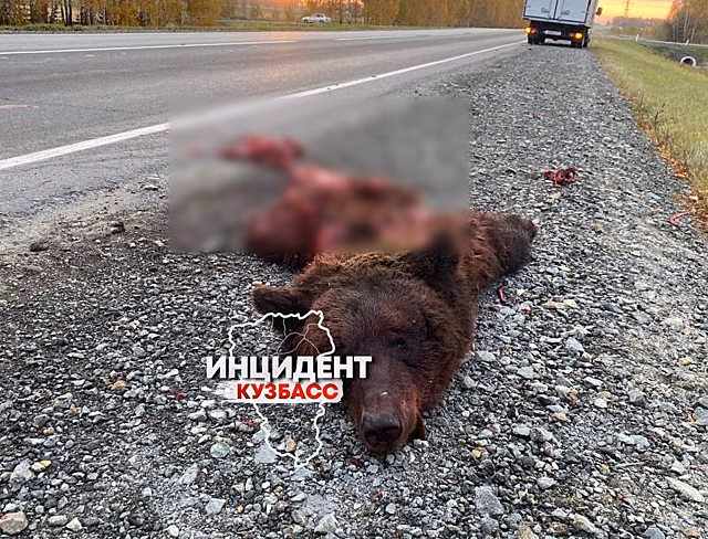 Соцсети: кузбассовец нашел на трассе разорванного на две части после ДТП медведя