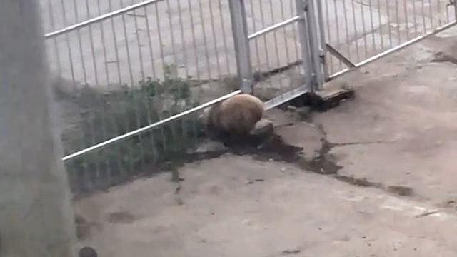 ГЭС под Мурманском «атаковали» медвежата: видео
