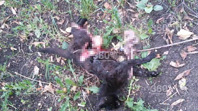 Собаки изуродовали автомобиль москвича в погоне за кошками