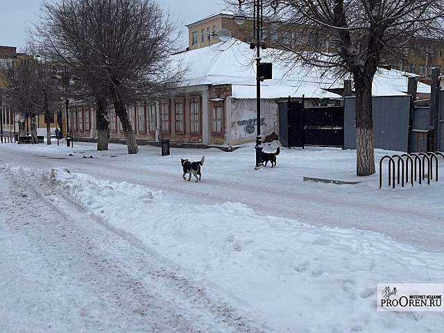 Евгений Солнцев распорядился активизировать работу по бродячим собакам