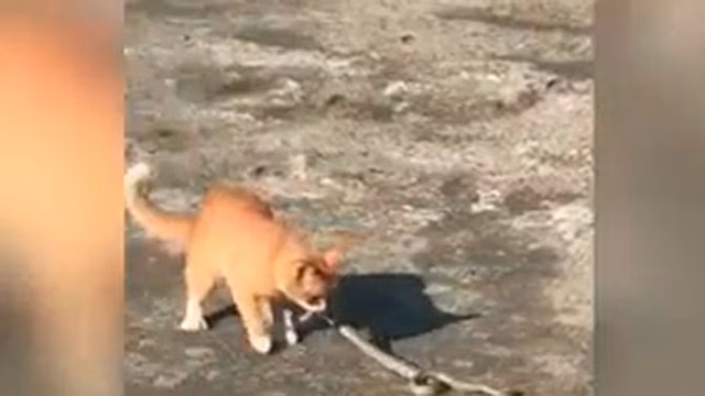 Впечатляющую битву кота и змеи в Приморье сняли на видео