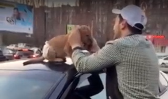 В Воронеже сняли львенка в памперсе на машине и мяукающего мужчину