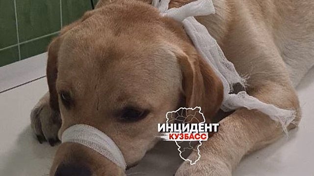Полицейские задержали кемеровчанина за выкинутого в окно лабрадора