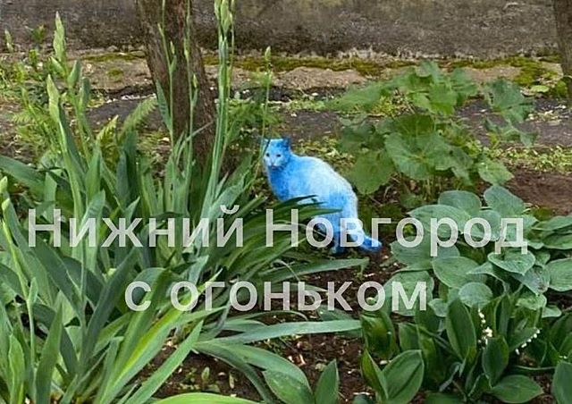 Синий кот замечен нижегородцами в Ленинском районе