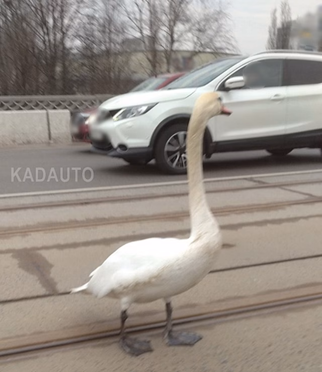 В Калининграде по эстакадному мосту вновь прогулялся лебедь