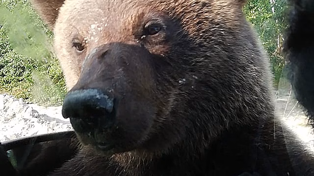 На Ямале недалеко от Губкинского вновь замечены медведи. ВИДЕО