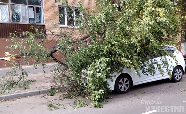 В Курске на улице Блинова на автомобиль упало дерево