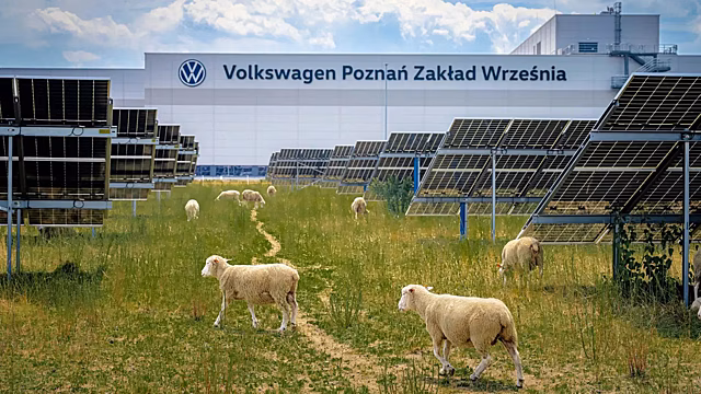 Volkswagen заменил бензиновые мотокосы живыми овцами