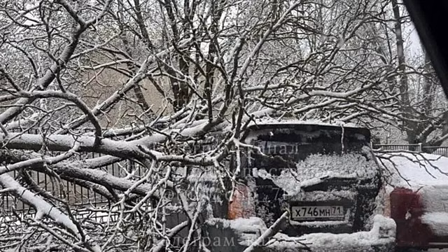 Дерево повредило автомобили на улице Софьи Перовской в Туле