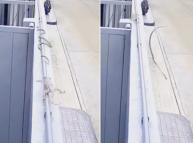 Драматичная погоня ящерицы за змеёй попала на видео в Тайланде