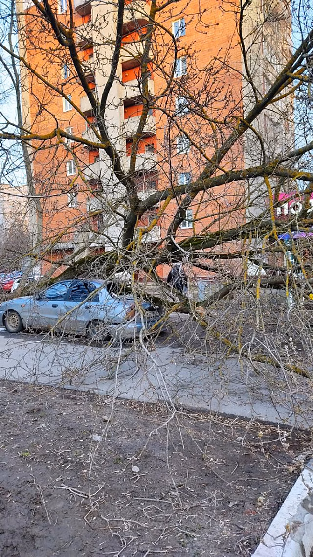Упавшее дерево раздавило припаркованную иномарку на Республиканской