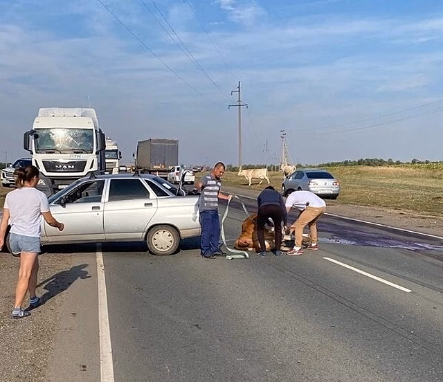 Автомобиль задавил насмерть стельную корову на дороге под Саратовом