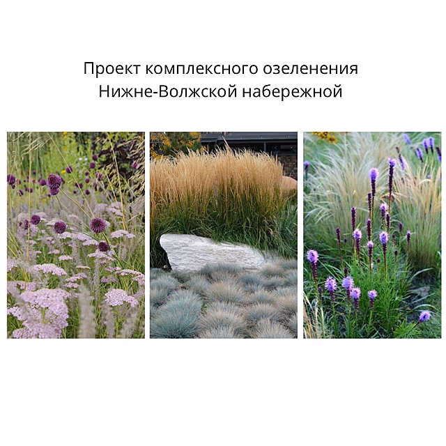 Нижневолжскую набережную планируют комплексно озеленить