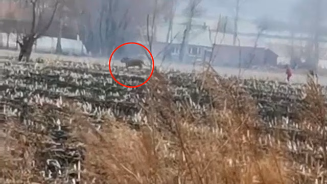 «Немного помял машину»: в Китае заблудившийся тигр попал на видео