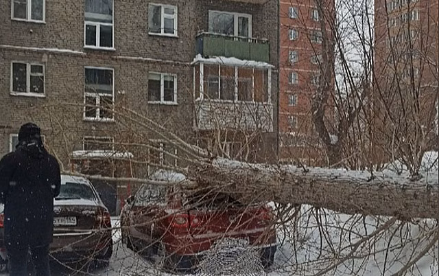 Коммунальщики уронили спиленное дерево на автомобиль новосибирца