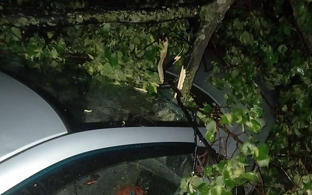 В Рязани дерево упало на лобовое стекло автомобиля