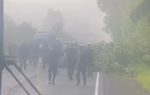 Упавшее дерево перекрыло движение транспорта рядом с Кемеровом