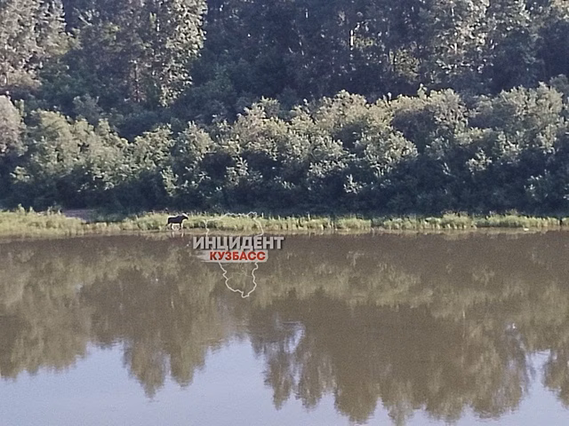 Лось прогулялся по Томи в Кемерове
