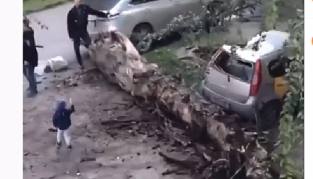 Во дворе Благовещенска огромное дерево рухнуло прямо на машину