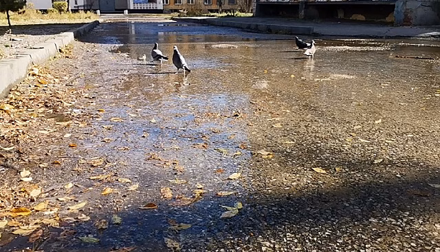 В Благовещенске из-за аварийных утечек вода бьёт из-под асфальта