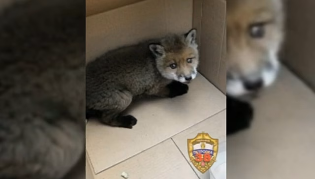 На оживленной улице в Москве полицейские спасли лисенка