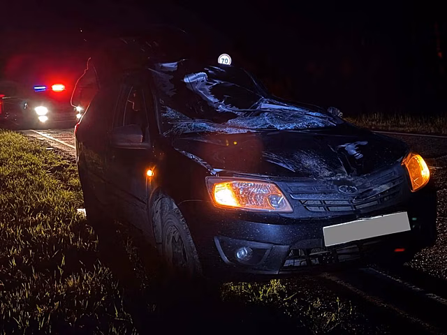 Два человека пострадали при столкновении лося с автомобилем в Удмуртии