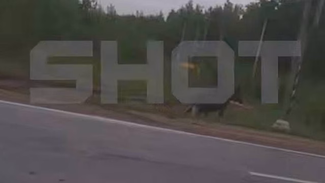 Shot: Сбитого в Подмосковье лосенка с переломом ноги планируют застрелить