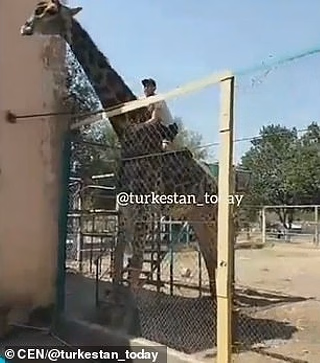 Пьяный посетитель перелез через забор зоопарка, чтобы покататься на жирафе