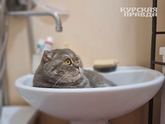 В Курске 3 улицы до обеда останутся без воды