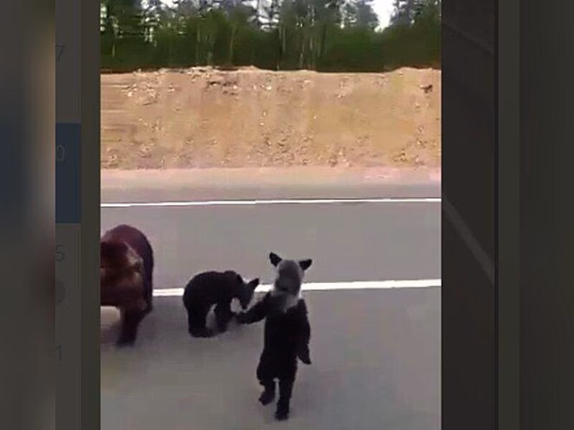 Фейк о медведях под Читой появился в соцсетях