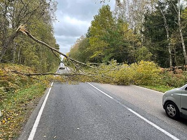 На Куршской косе дерево рухнуло на дорогу и перекрыло движение автомобилям (фото)