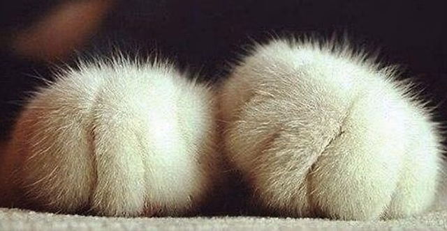 Кошачьи лапы — ещё то удовольствие рассматривать: «милота зашкаливает»
