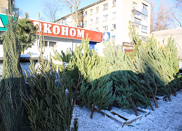 В Воронеже продолжают бороться с нелегальными елочными базарами