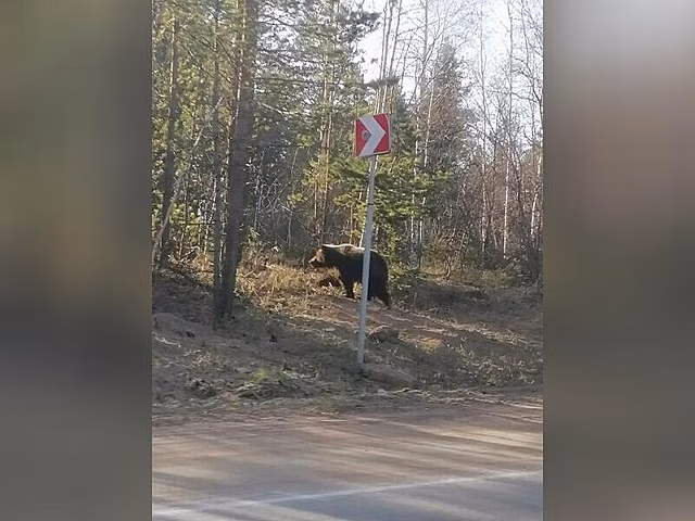 Медведь выскочил на дорогу в Бурятии
