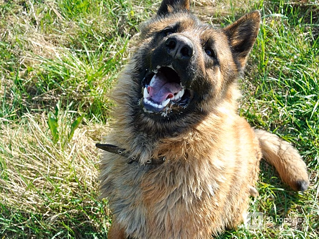 Собаки покусали директора центра содержания территории на Бору