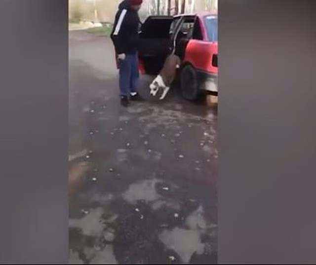 В Мытищах мужчина подозревается в натравливании пса на прохожую. Перед тем он наезжал на женщину автомобилем